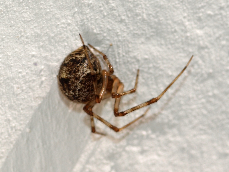 Parasteatoda sp.